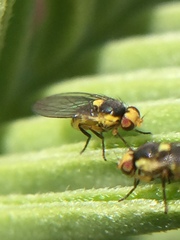 Liriomyza clianthi