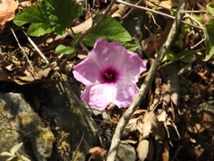 Ipomoea jalapa