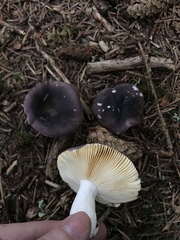 Russula zelleri