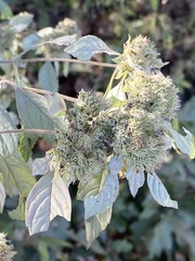 Pycnanthemum incanum