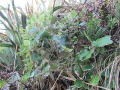 Brachyglottis repanda