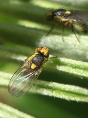Liriomyza clianthi