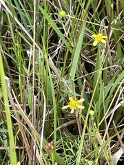 Ranunculus amphitrichus