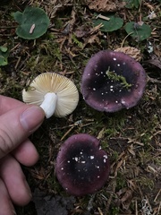 Russula zelleri