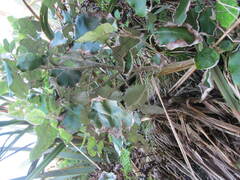 Brachyglottis repanda