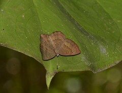 Voltinia phryxe