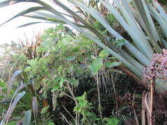 Brachyglottis repanda