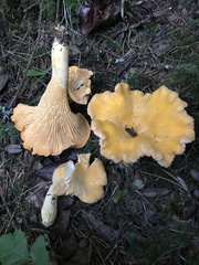 Cantharellus roseocanus