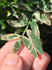 Liriomyza clianthi