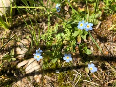 Myosotis rehsteineri