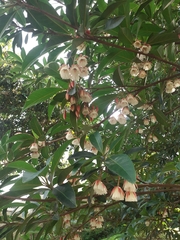 Elaeocarpus grandiflorus