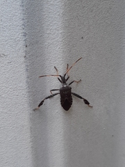 Leptoglossus corculus