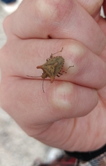 Euschistus cornutus