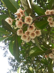 Elaeocarpus grandiflorus