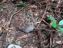 Hydromedusa maximiliani