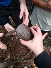 Hydromedusa maximiliani