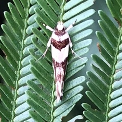 Macrobathra