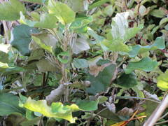 Brachyglottis repanda