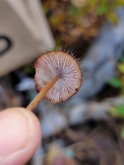 Spinellus fusiger