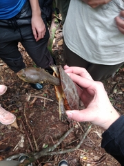 Hydromedusa maximiliani