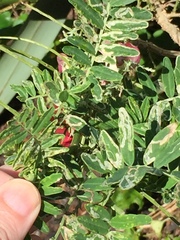 Liriomyza clianthi