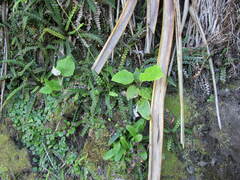 Blechnum blechnoides
