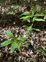 Triosteum angustifolium