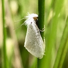 Tipanaea patulella