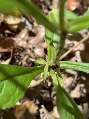 Triosteum angustifolium