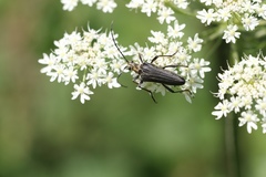 Stenocorus meridianus
