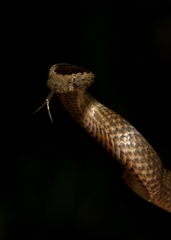 Cacophis squamulosus