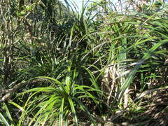 Freycinetia banksii
