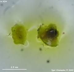Mollisia sublividula