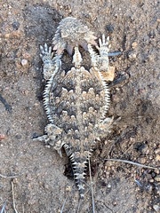 Phrynosoma blainvillii