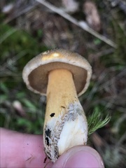 Suillus fuscotomentosus