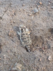 Phrynosoma blainvillii