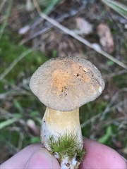 Suillus fuscotomentosus