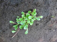 Lobelia anceps