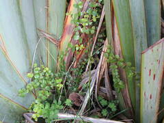 Metrosideros perforata