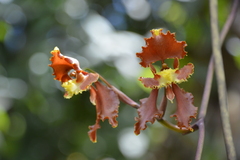 Cyrtochilum serratum