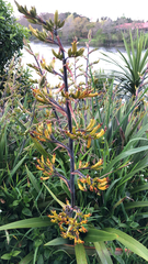 Phormium cookianum