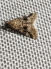 Hellula undalis