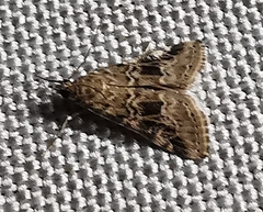 Hellula undalis
