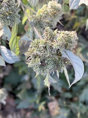 Pycnanthemum incanum