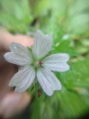 Geranium