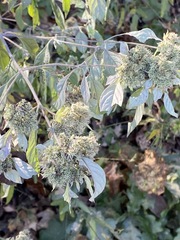 Pycnanthemum incanum