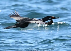 Leucocarbo magellanicus