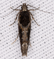 Telphusa sedulitella