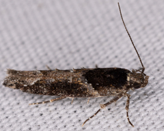 Telphusa sedulitella