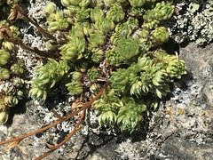 Saxifraga bryoides